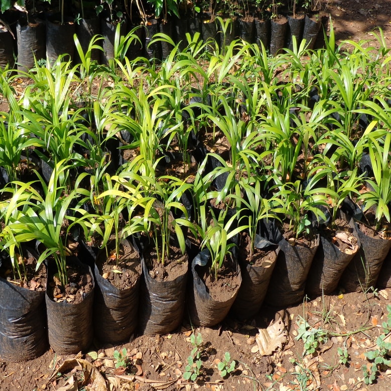 Vermicompost